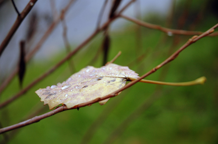 photo "Obstinate" tags: landscape, autumn