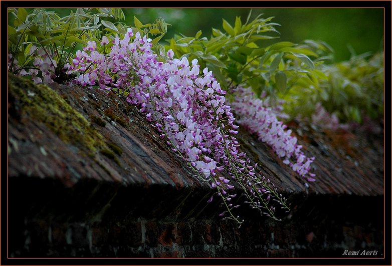 photo "the wall" tags: nature, flowers