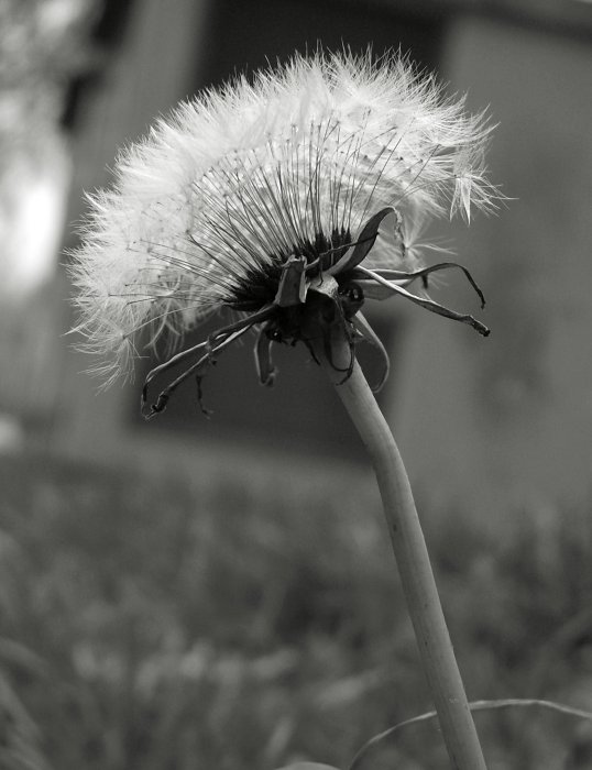 photo "***" tags: nature, macro and close-up, flowers