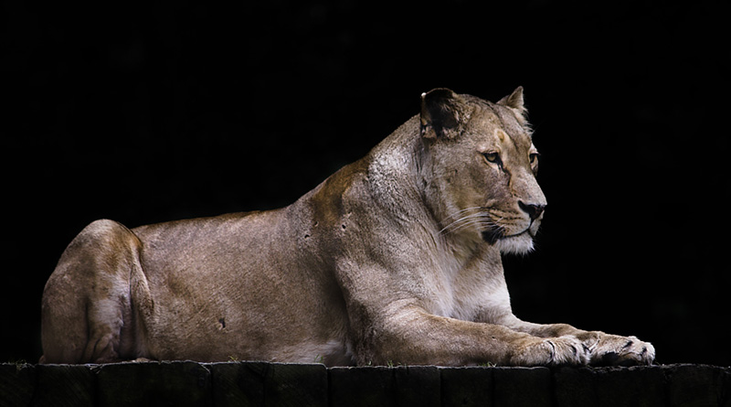 photo "Contemplating" tags: nature, wild animals