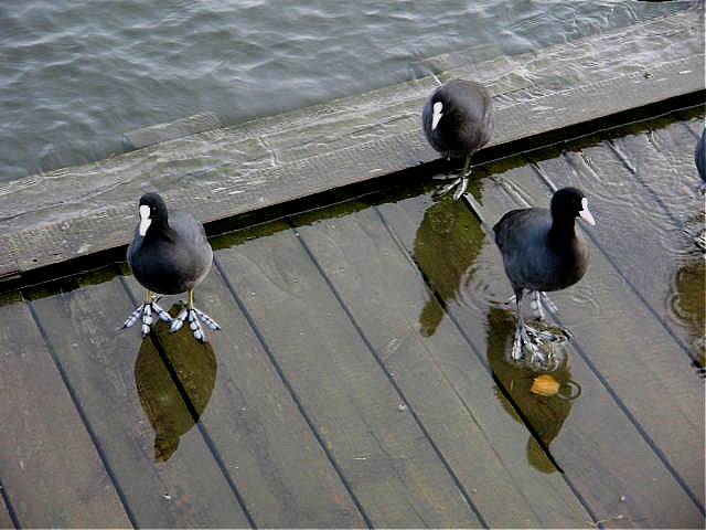 photo "Water bird." tags: nature, 