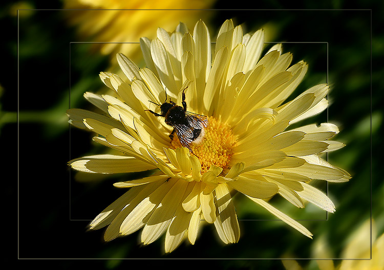 photo "Sunny Days" tags: nature, flowers, insect