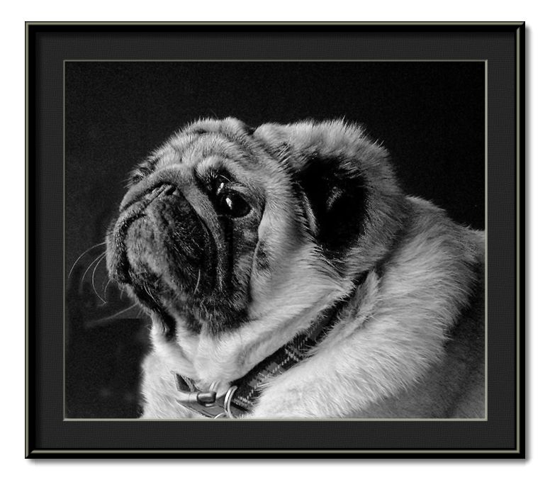photo "hello my name is frank and i'm a pug" tags: nature, pets/farm animals