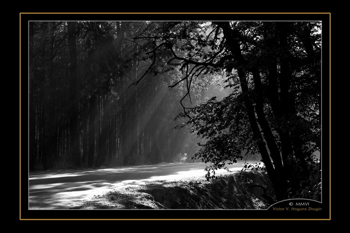 фото "Лесная дорога." метки: пейзаж, черно-белые, лес