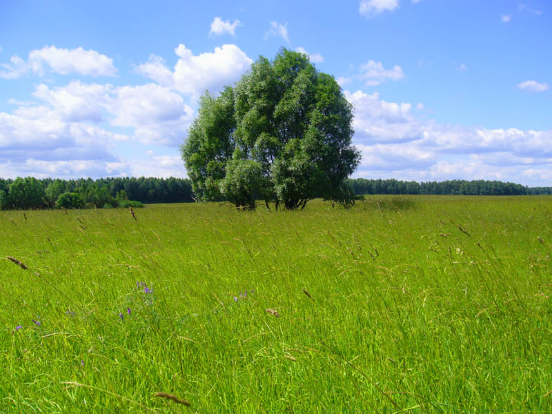 фото "Поле, русское поле...." метки: пейзаж, лето
