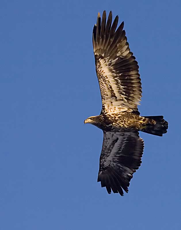 фото "Young Bald Eagle" метки: природа, дикие животные
