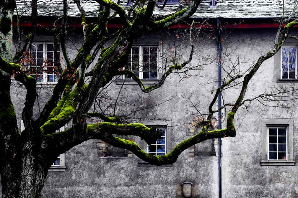 photo "The house in authority of a tree" tags: travel, Europe