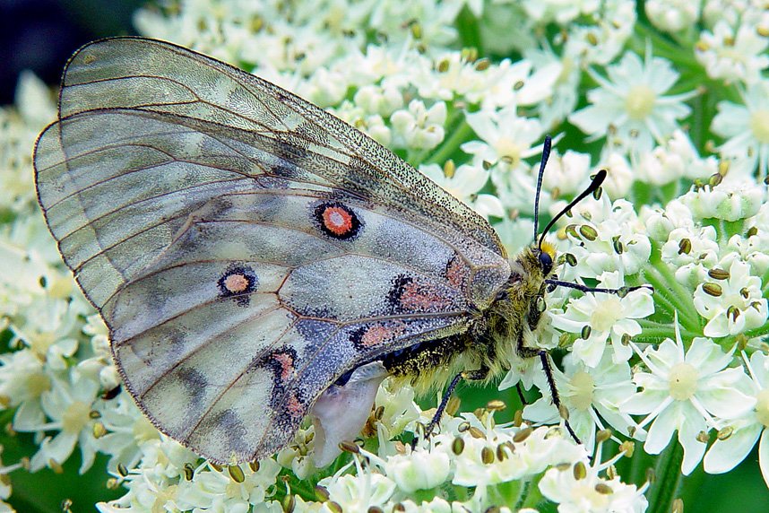 photo "Transparent, shaggy, with a big nice ass..." tags: macro and close-up, nature, insect