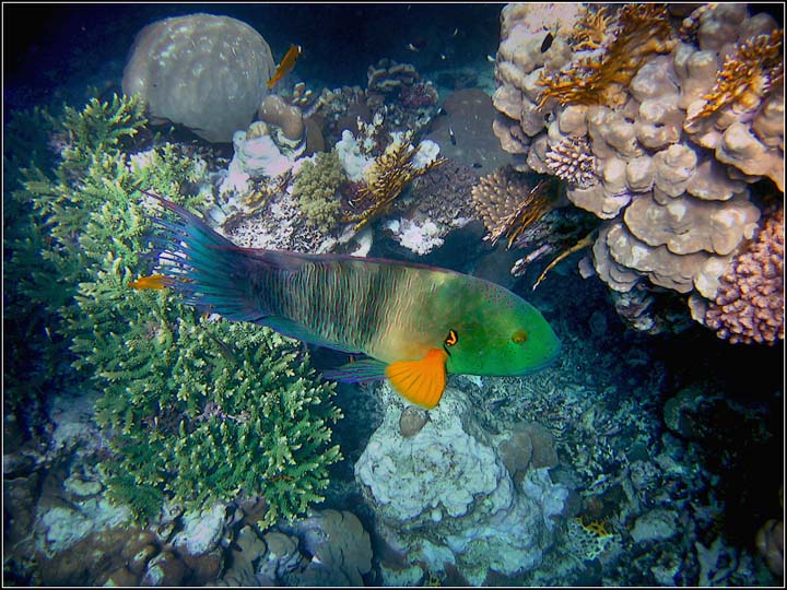 photo "***" tags: underwater, 