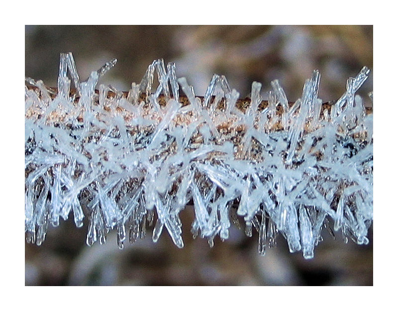 photo "fios de gelo" tags: macro and close-up, 