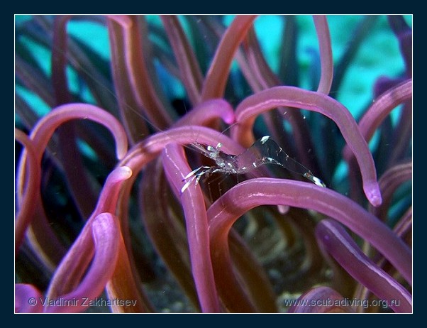 photo "Almost invisible" tags: underwater, macro and close-up, 