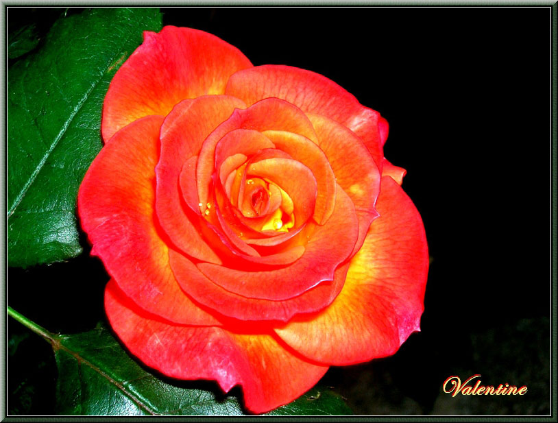 фото "Rose" метки: природа, цветы