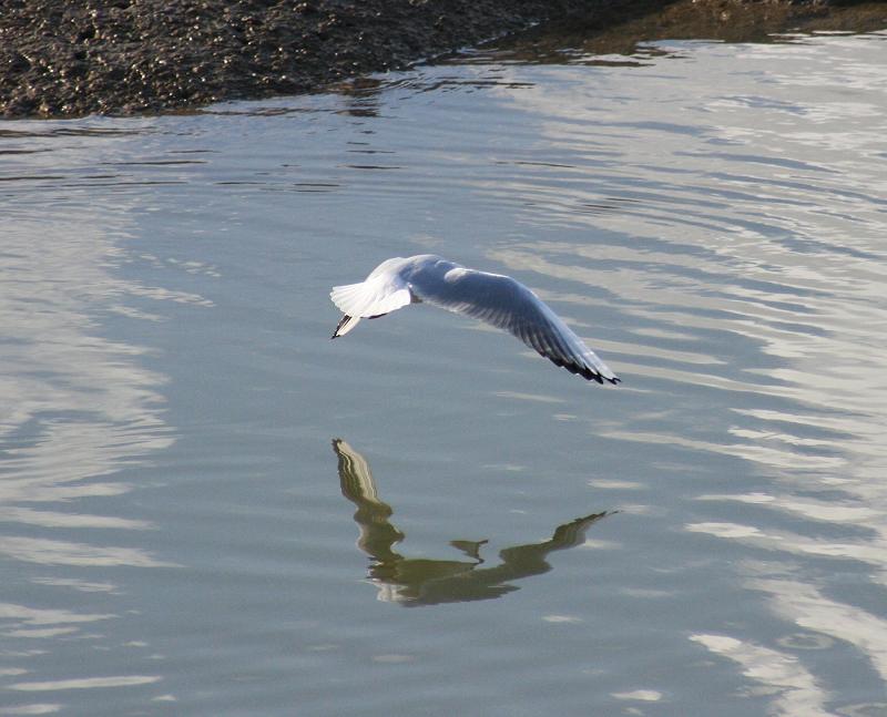 photo "Reflection..." tags: nature, wild animals