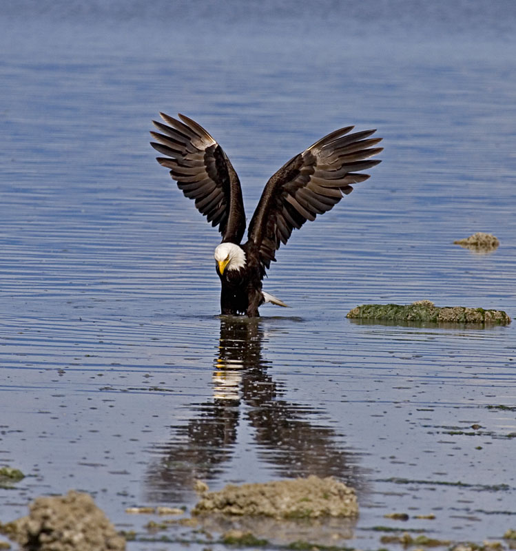 фото "Eagle" метки: природа, дикие животные