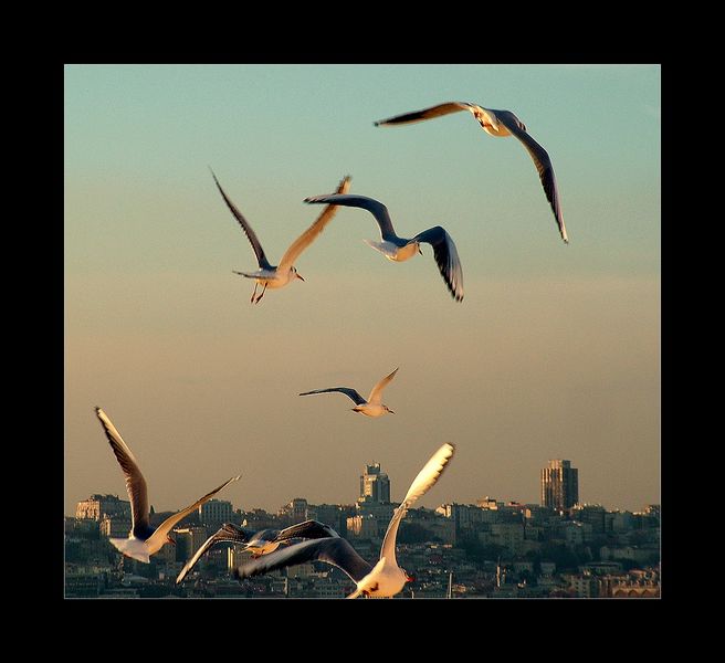 photo "Gulls and Istanbul" tags: nature, pets/farm animals