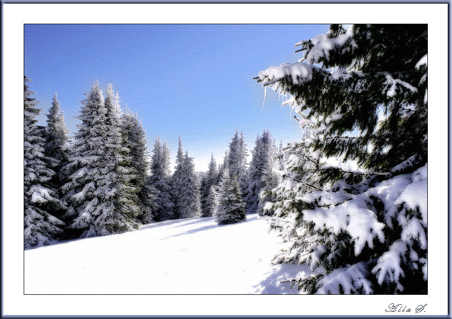 photo "***" tags: landscape, forest, winter