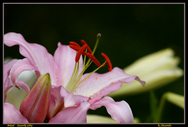photo "fiori" tags: nature, flowers