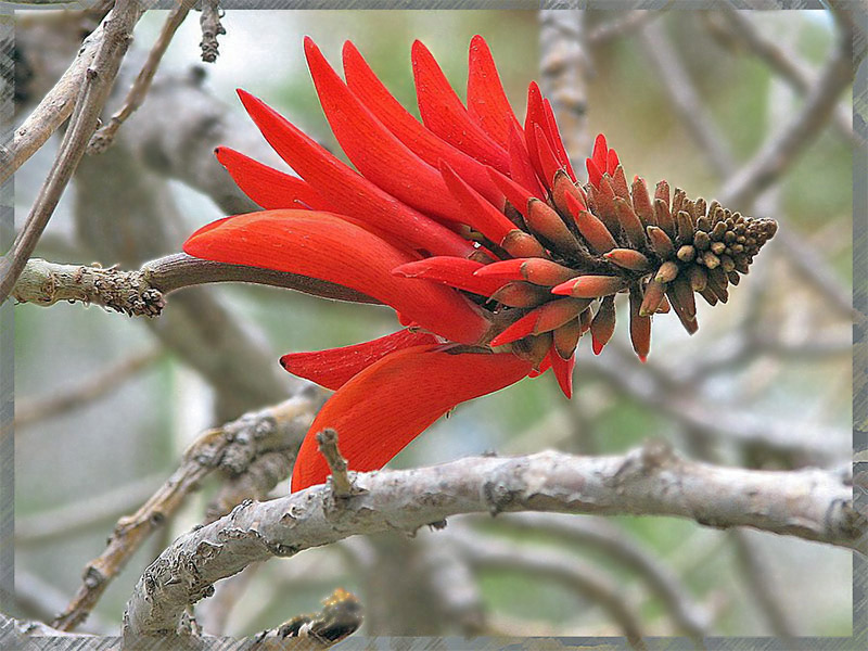 фото "Кораллы" метки: макро и крупный план, 