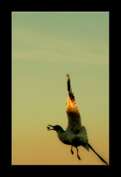 photo "Good Appetite" tags: nature, wild animals