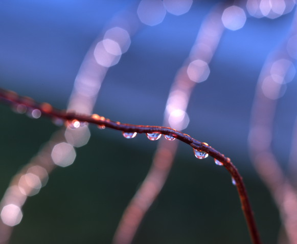 photo "***" tags: nature, 