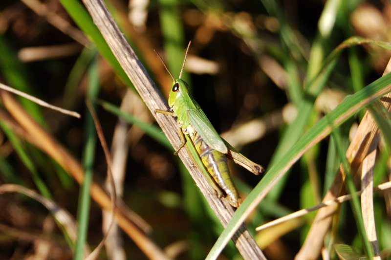 photo "Tettigonia" tags: nature, macro and close-up, insect