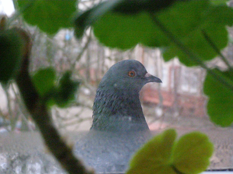 фото "Одинокий голубь на карнизе за окном" метки: природа, дикие животные