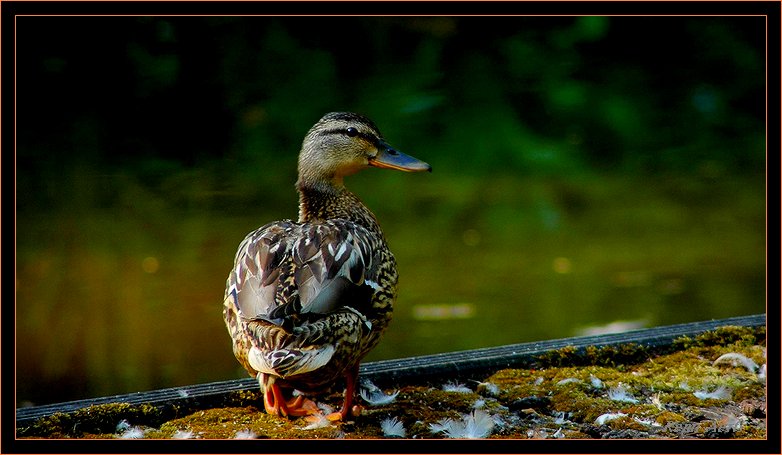 photo "look me" tags: nature, wild animals