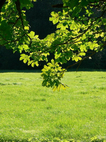 photo "Chlorophyll or last year sonne" tags: landscape, forest