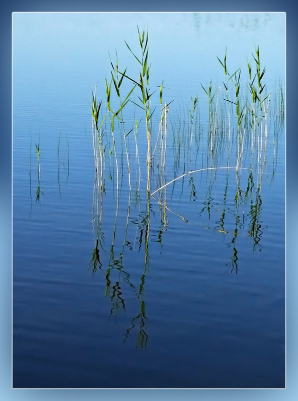 photo "Reed" tags: landscape, water