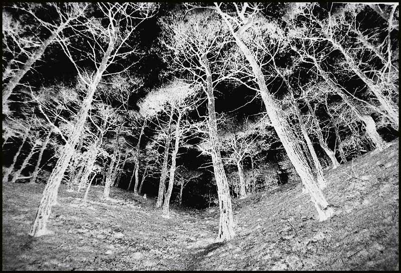 photo "***" tags: landscape, black&white, forest