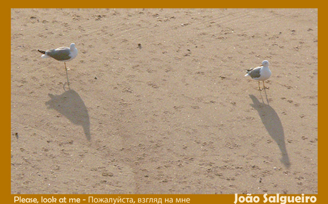 photo "Please, look at me. Пожалуйста, взгляд на мне." tags: nature, wild animals