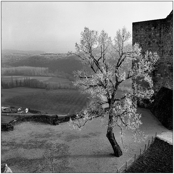 photo "tree" tags: architecture, landscape, 