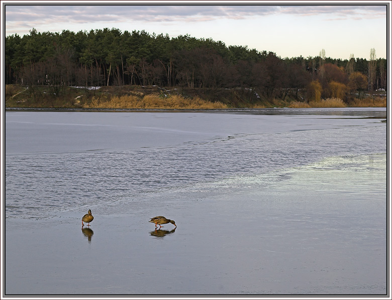 photo "On the thin ice" tags: landscape, nature, wild animals, winter