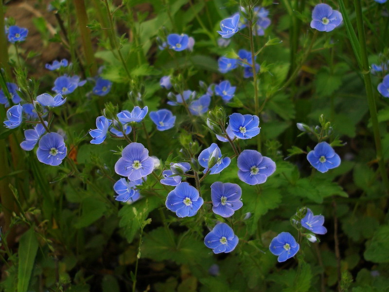 photo "***" tags: nature, macro and close-up, flowers