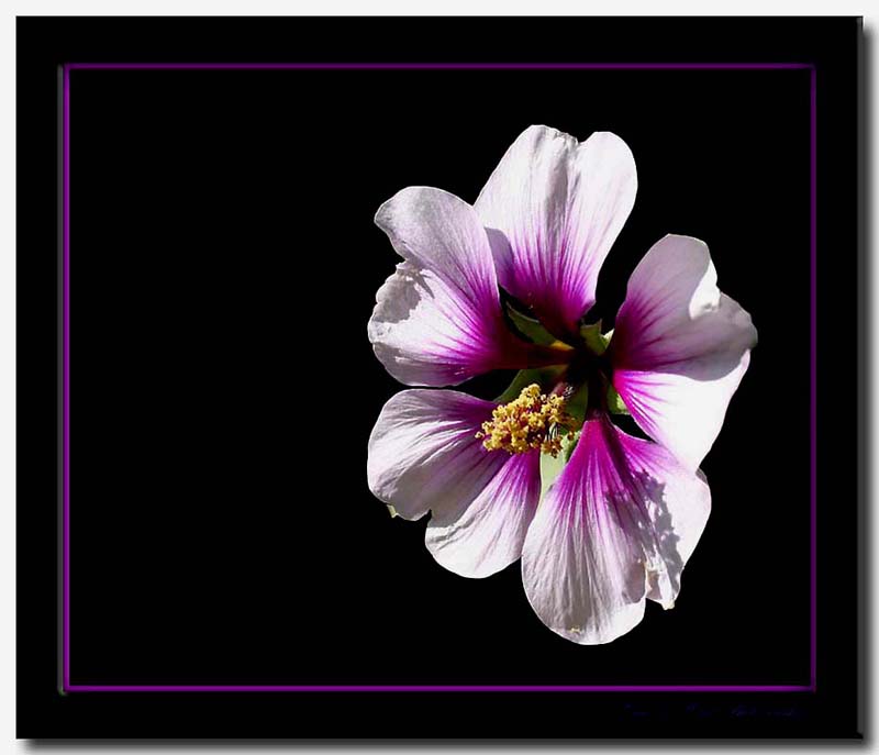 фото "A flower for your day !" метки: , 