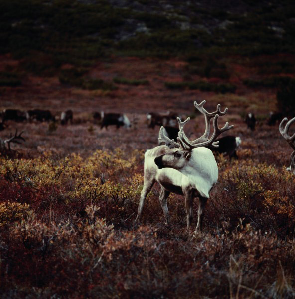 photo "***" tags: nature, wild animals