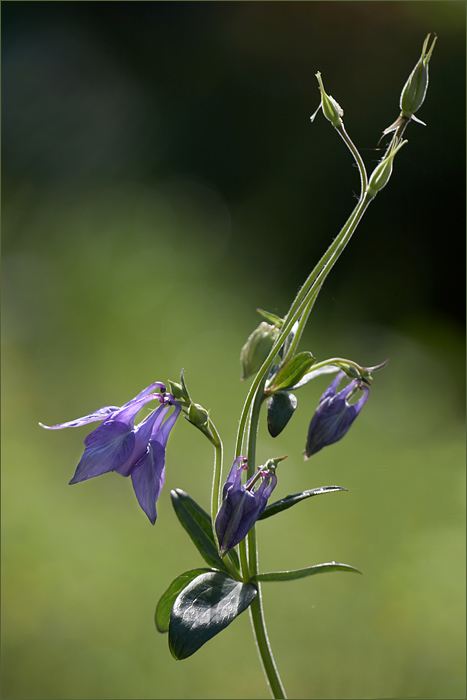 photo "***" tags: nature, flowers