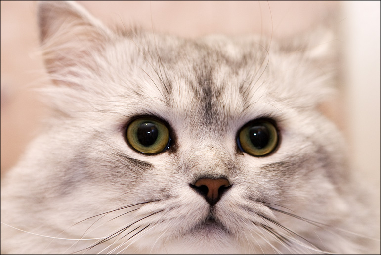 photo "***" tags: nature, pets/farm animals