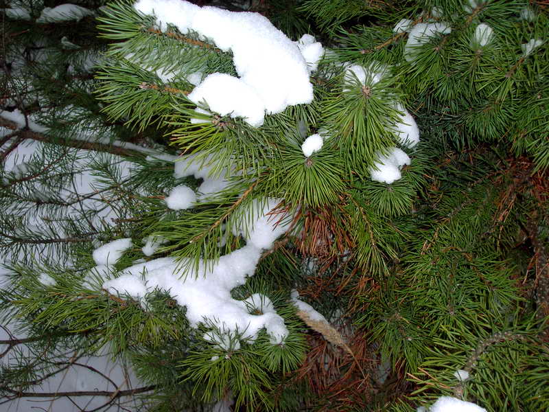 фото "Немного снега 1 января 2006..." метки: природа, цветы
