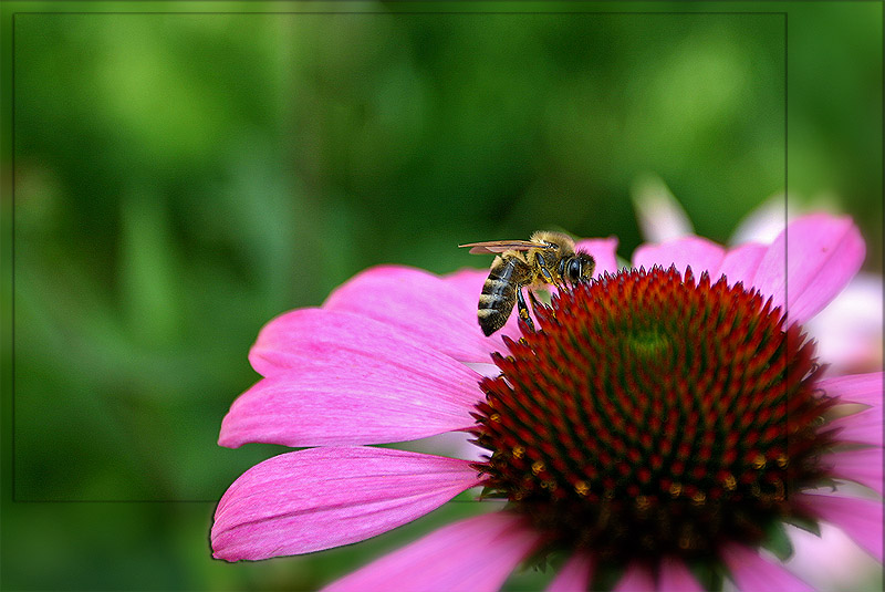 photo "Summer Work" tags: nature, macro and close-up, flowers