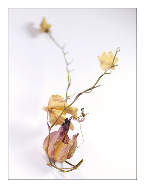 photo "***" tags: macro and close-up, 