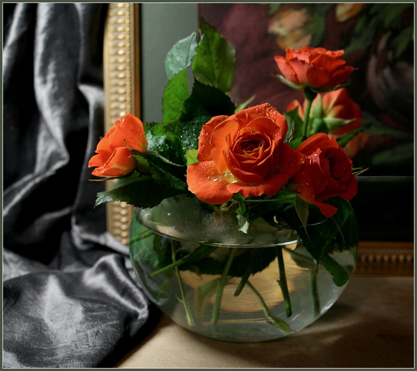фото "Roses in January" метки: , 
