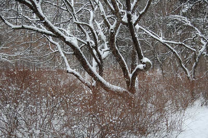 фото "painted by snow" метки: пейзаж, зима