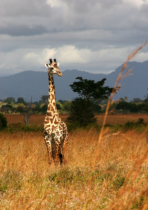 photo "Attire of Maple Leafs" tags: landscape, travel, Africa