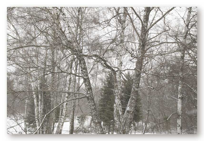 photo "January" tags: landscape, forest, winter