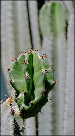 photo "cactus" tags: nature, flowers
