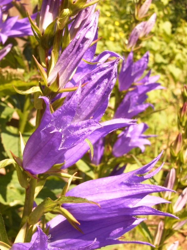 photo "***" tags: nature, macro and close-up, flowers