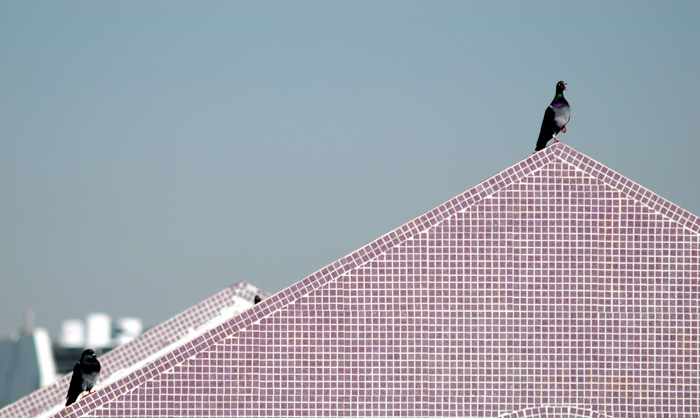 photo "Solo on the rooftop!" tags: nature, sport, wild animals