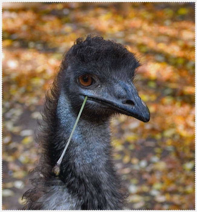photo "L'oha" tags: portrait, man
