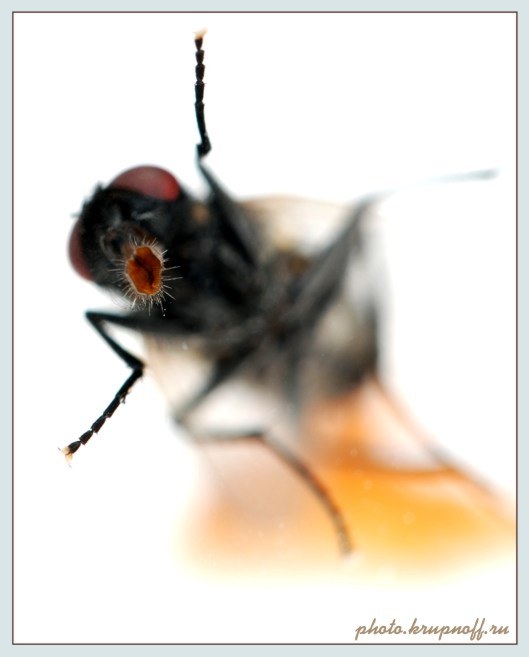photo "***" tags: macro and close-up, nature, insect